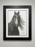 Charlie Charcoal Horse - Original Charcoal Drawing
